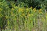 Canada goldenrod